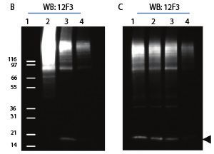 蛋白翻譯后修飾 ptm 檢測(cè)利器 cytoskeleton signal seeker 產(chǎn)品線促銷資訊 資訊 優(yōu)寧維公司官網(wǎng)
